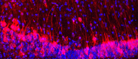 closeup of a mouse brain with rat neurons